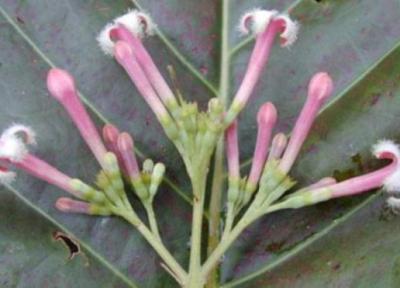 معرفی گنه گنه و خواص درمانی آن