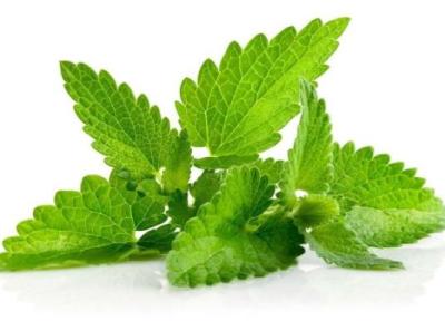 نعناع و فواید بی نظیر آن