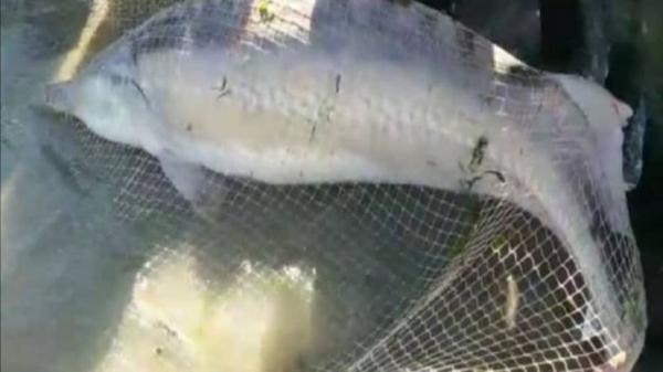 صید فیل ماهی 150 کیلویی در رستمرود