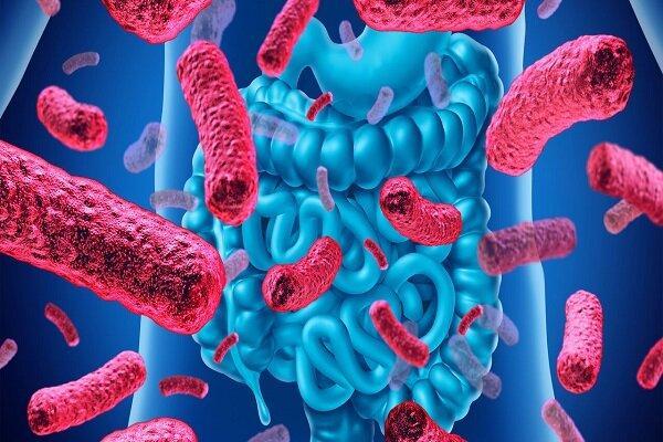 جداسازی باکتری های پروبیوتیک از منابع مختلف دام و طیور جداسازی باکتری های پروبیوتیک از منابع مختلف دام و طیور