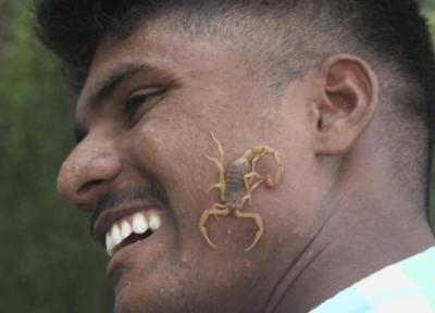 چرا هندو ها عقرب های زنده روی صورت و زبان خود می گذارند!