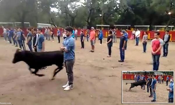 یک آزمایش خطرناک؛ مقابل گاو خشمگین بی حرکت بمان!
