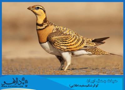حیات وحش ایران ، چشمانی که از دیدنش سیر نمی شوید
