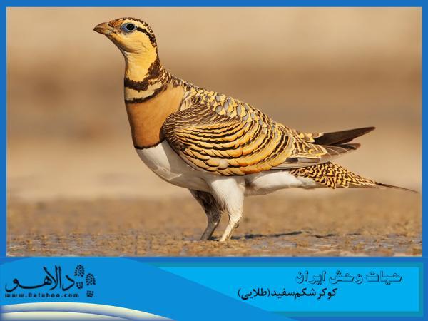 حیات وحش ایران ، چشمانی که از دیدنش سیر نمی شوید حیات وحش ایران ، چشمانی که از دیدنش سیر نمی شوید
