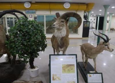 بازدید از موزه تاریخ طبیعی اردبیل برای بچه ها رایگان است