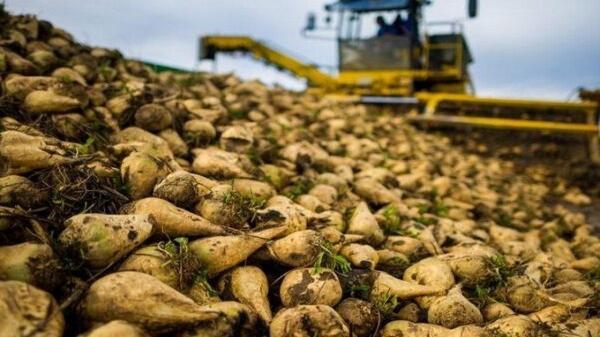بسته حمایتی برای چغندرکاران قزوین تدوین و ترویج می شود بسته حمایتی برای چغندرکاران قزوین تدوین و ترویج می گردد