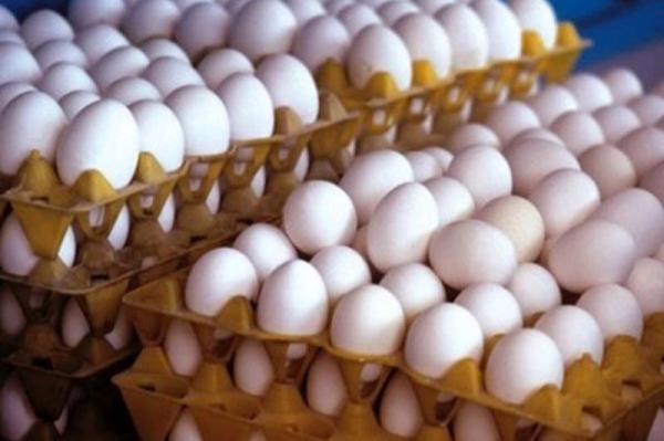 افزایش حداقل 100 هزارتنی تولید تخم مرغ نسبت به سال قبل افزایش حداقل 100 هزارتنی فراوری تخم مرغ نسبت به سال قبل