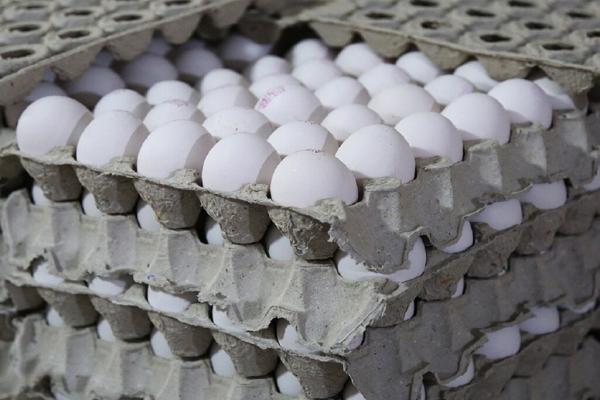 قیمت جدید تخم مرغ اعلام شد ، تخم مرغ شانه ای چند؟ قیمت تازه تخم مرغ اعلام شد ، تخم مرغ شانه ای چند؟