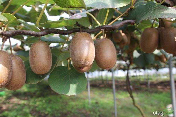 راهنمای آسان پرورش درخت کیوی
