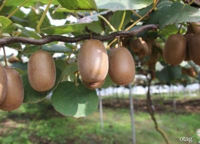 راهنمای آسان پرورش درخت کیوی